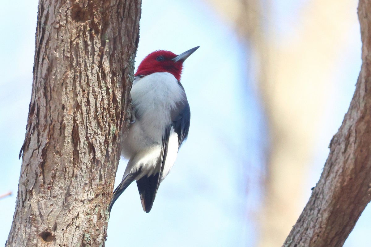 Red-headed Woodpecker - ML647329244