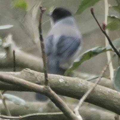 Черноголовая сибия - ML647329245