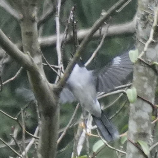 Черноголовая сибия - ML647329246