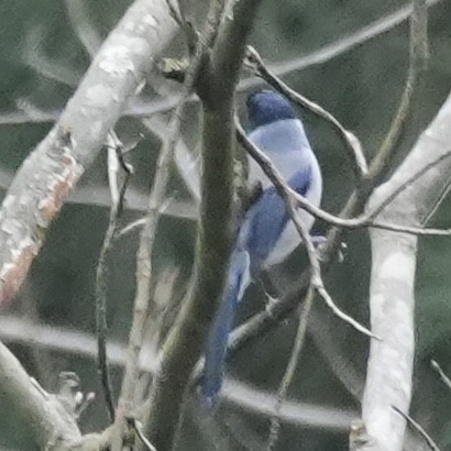 Черноголовая сибия - ML647329247