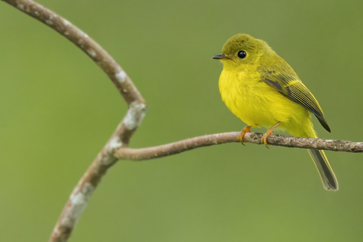 Gobemoustique canari - ML647329254