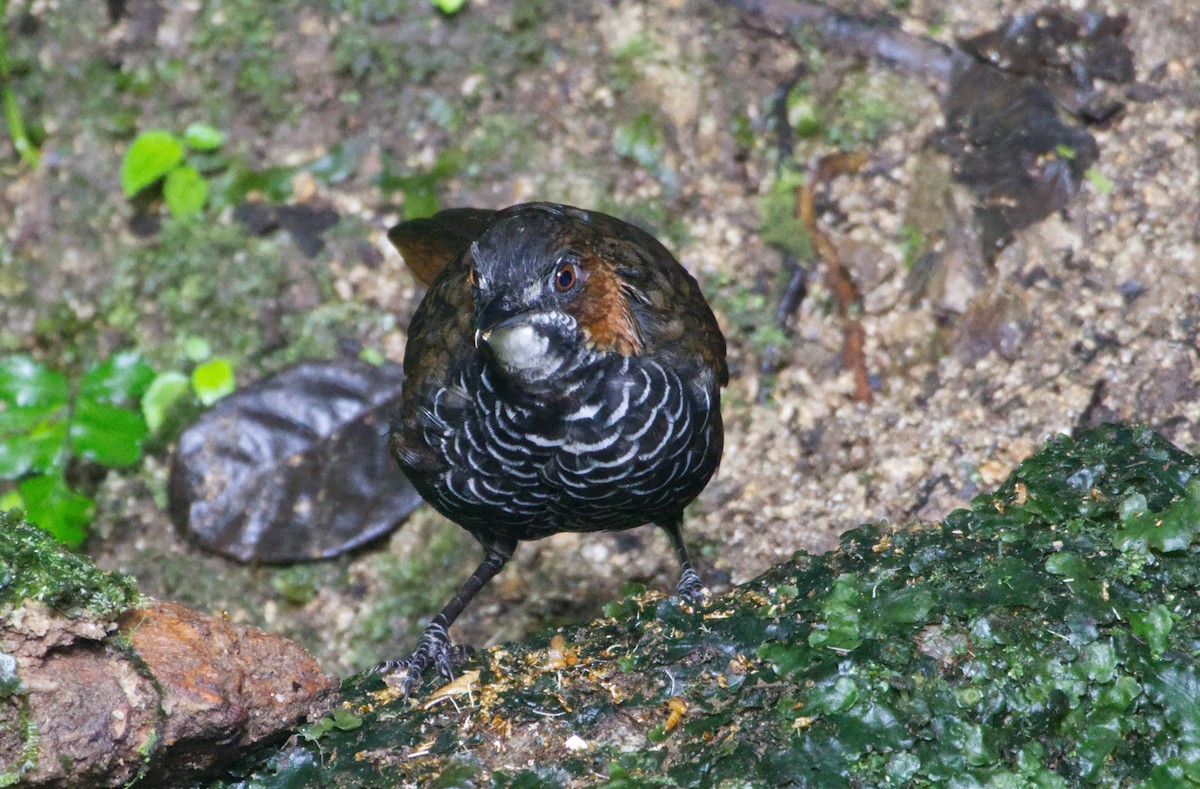 Marbled Wren-Babbler - ML647329256