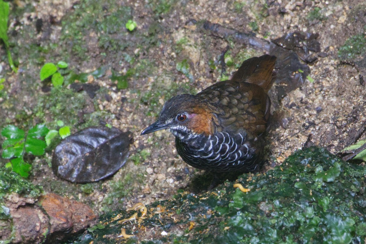Marbled Wren-Babbler - ML647329257