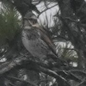 Овсянка-ремез - ML647329258