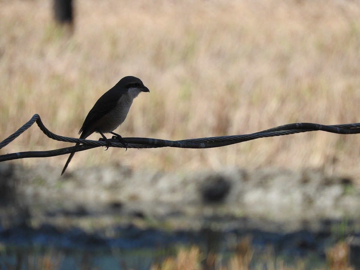 Gray-backed Shrike - ML647329263