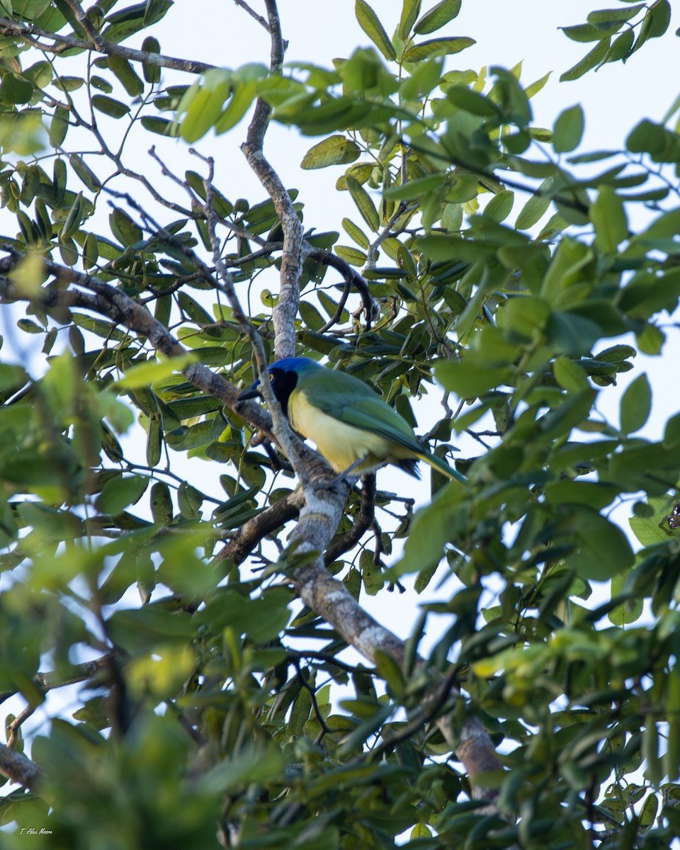 Green Jay - ML647329284