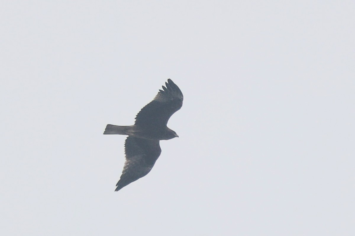 ヒメクマタカ - ML647329288