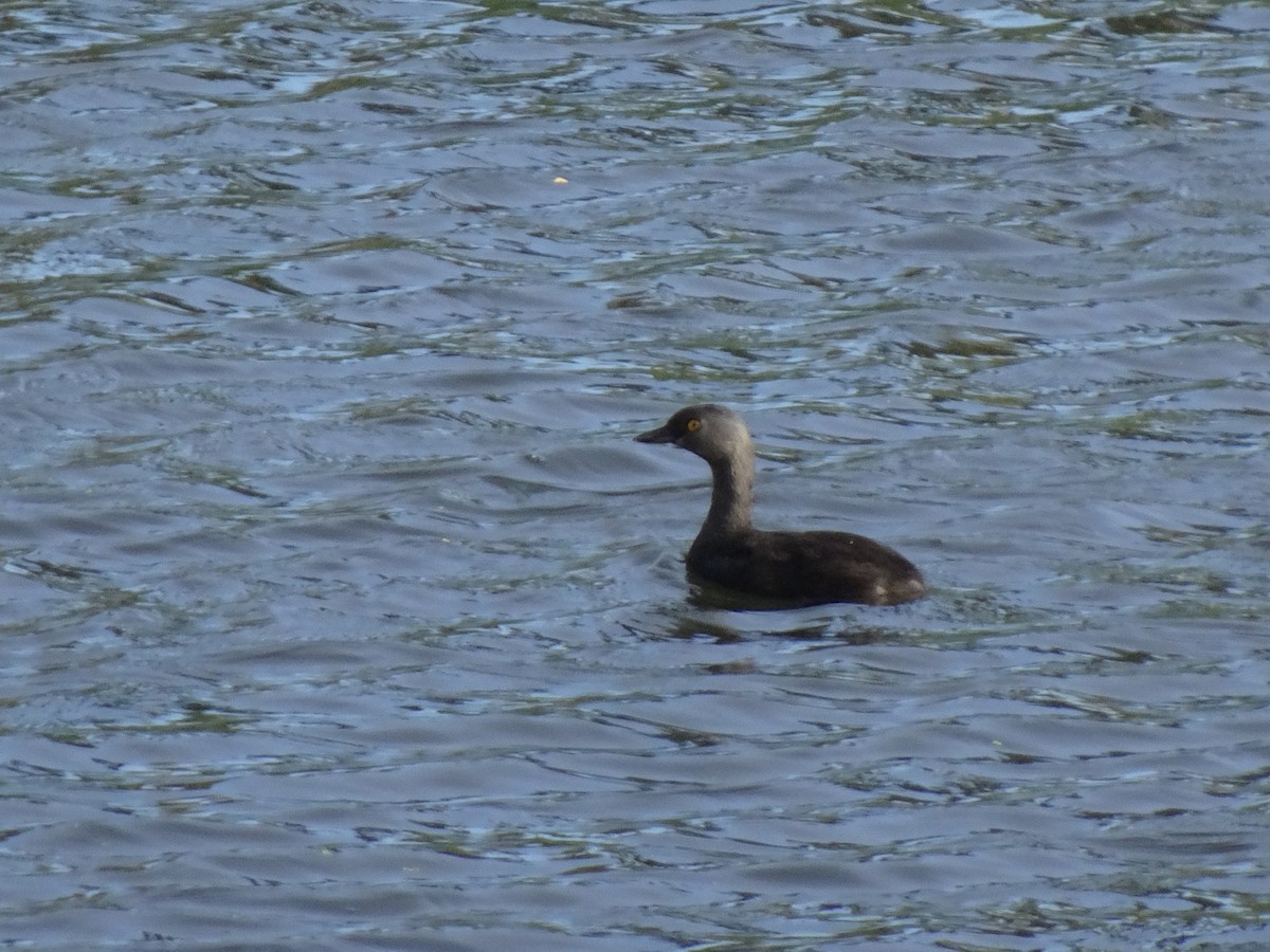 Least Grebe - ML647329295