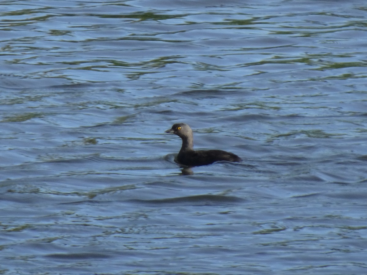 Least Grebe - ML647329296