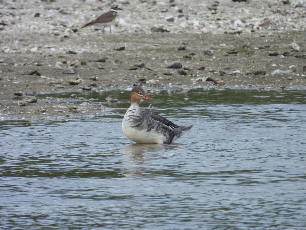 Tarakdiş - ML647329297