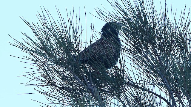 Pheasant Coucal - ML647329302