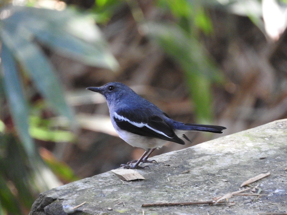 Oriental Magpie-Robin - ML647329303