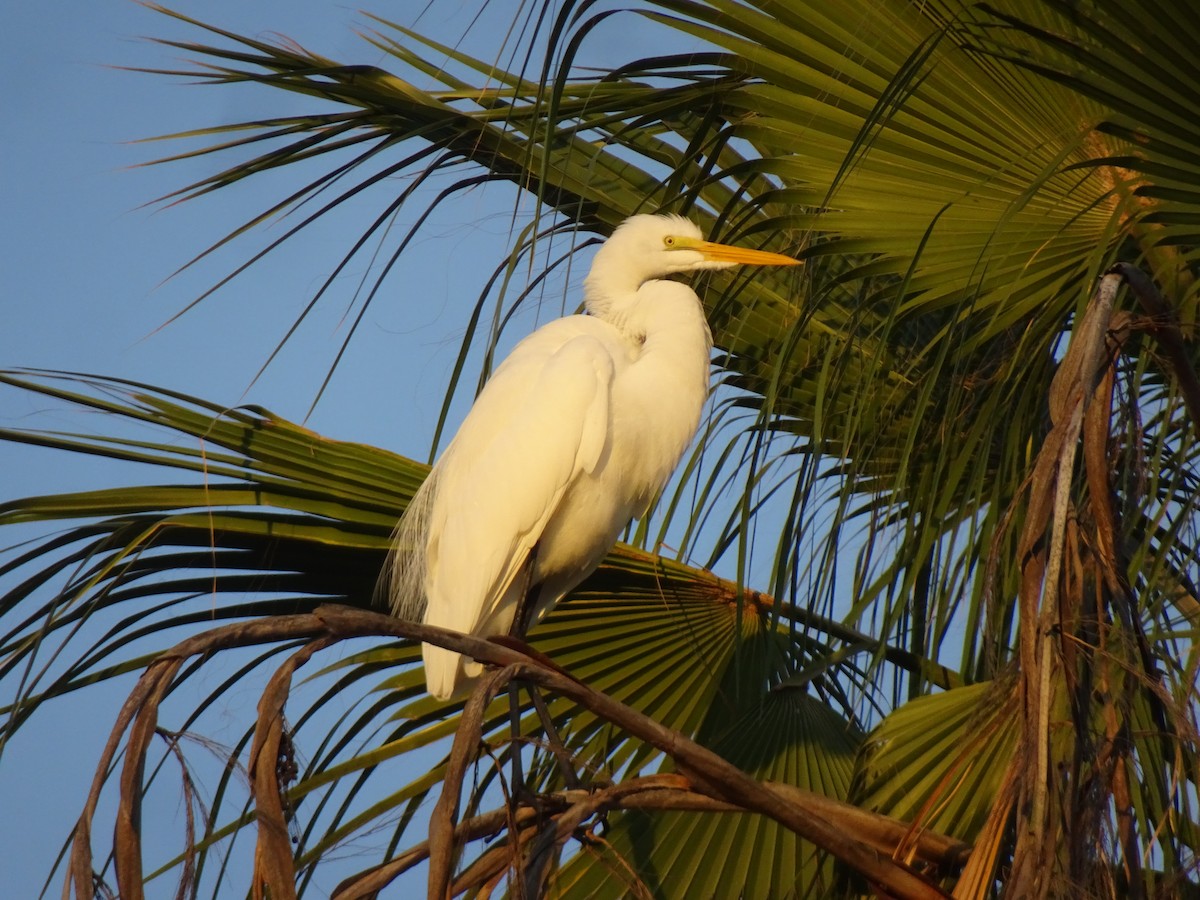 Great Egret - ML647329313