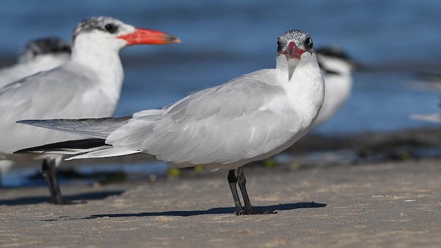 Caspian Tern - ML647329321