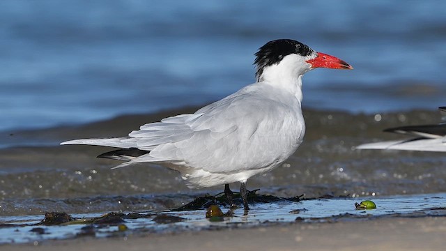 Caspian Tern - ML647329322