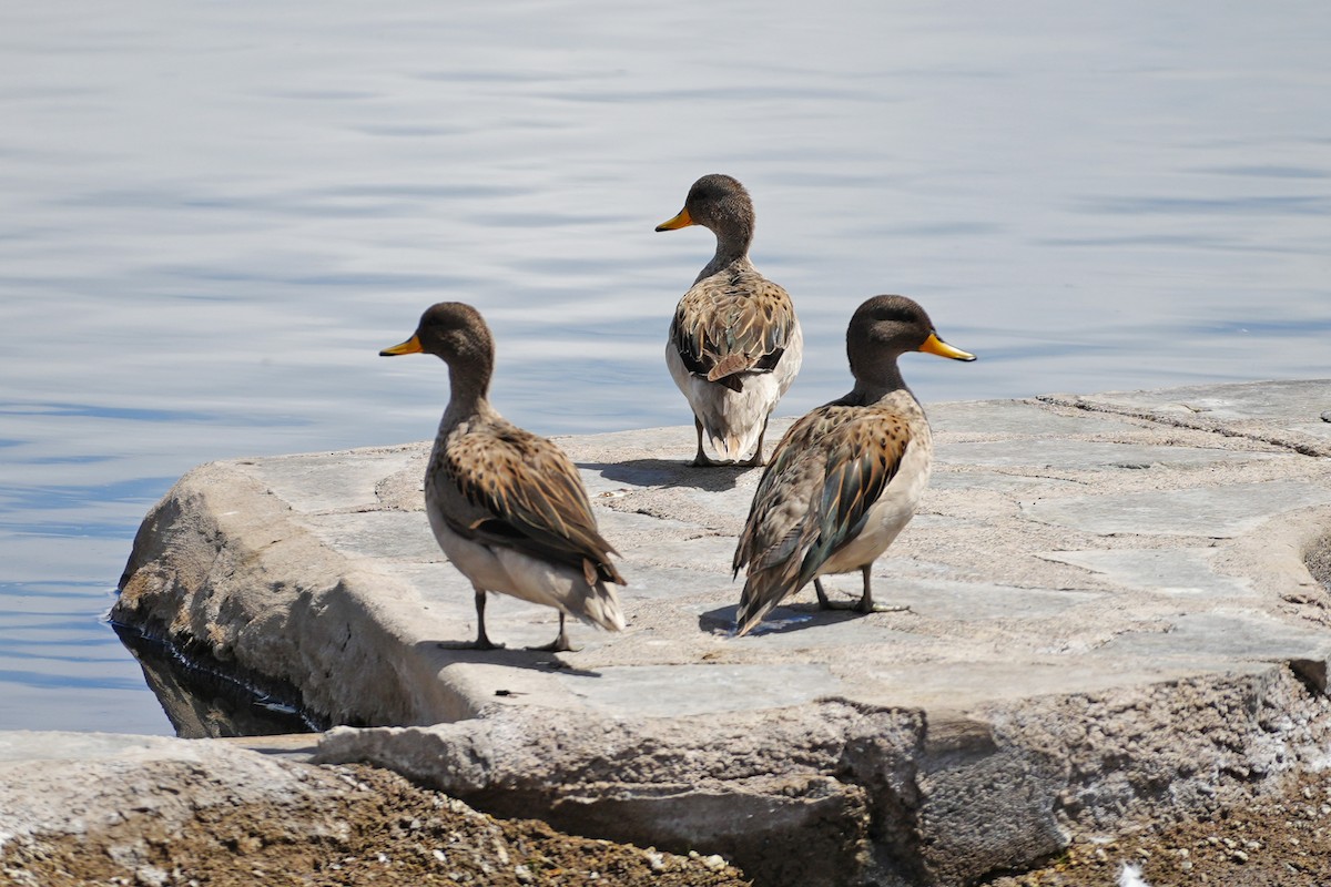 Yellow-billed Teal - ML647329323
