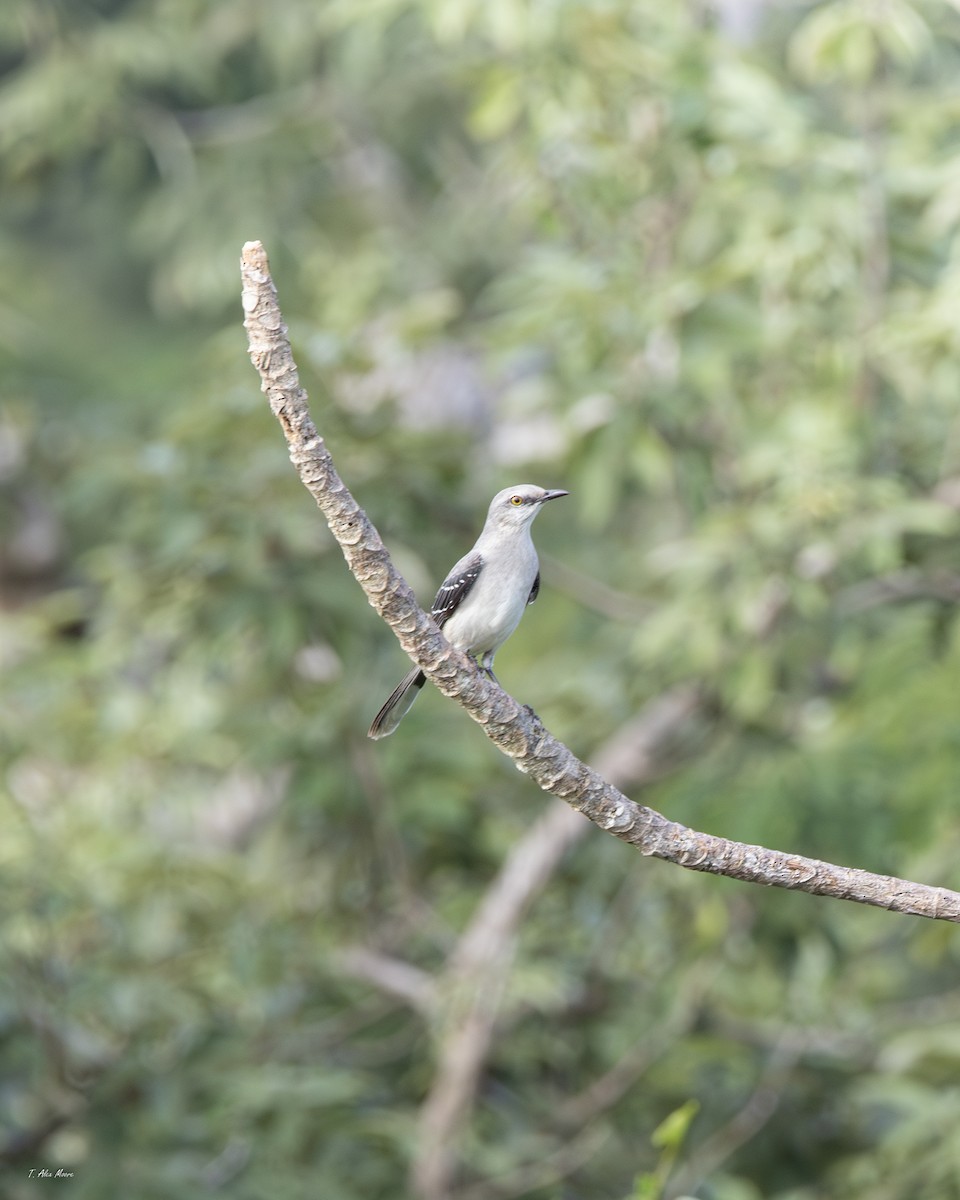 Tropikal Taklitçi - ML647329329