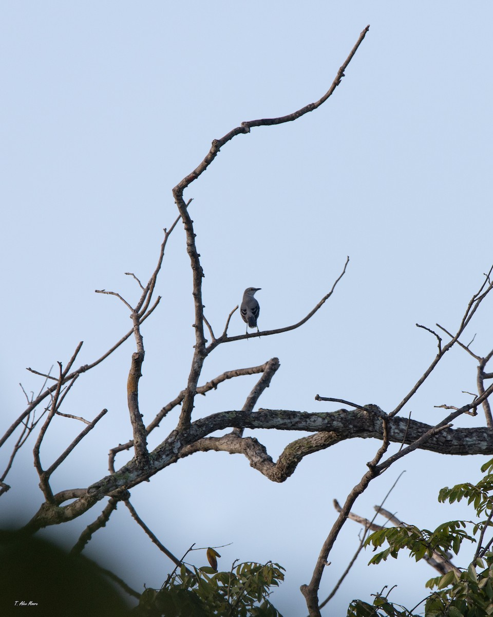 Tropikal Taklitçi - ML647329330