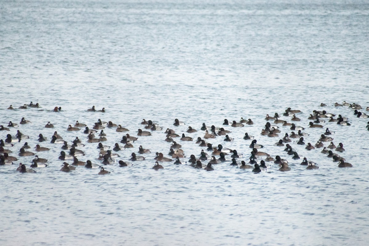 コスズガモ - ML647329336