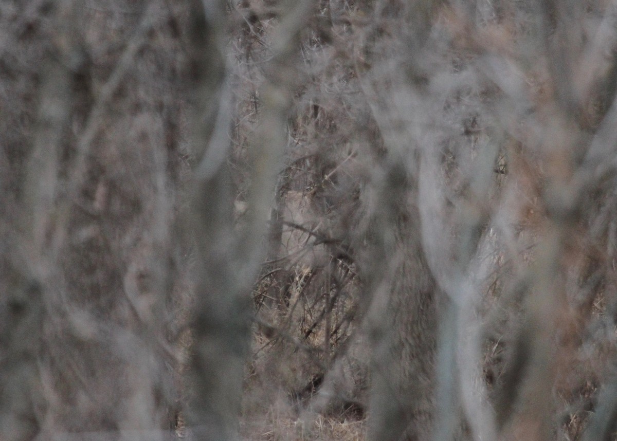 Wapiti - ML647329355