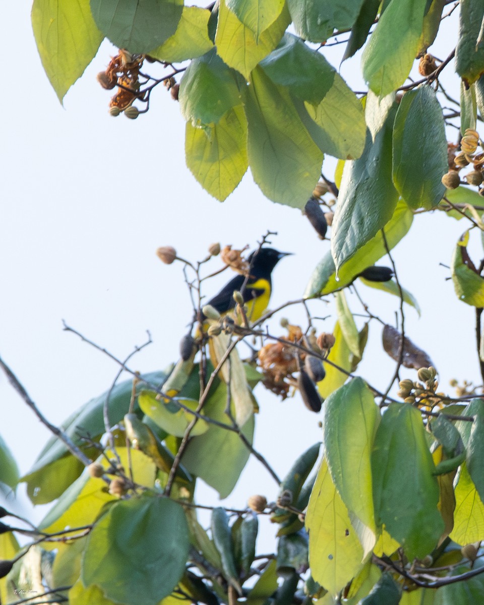 Black-cowled Oriole - ML647329374