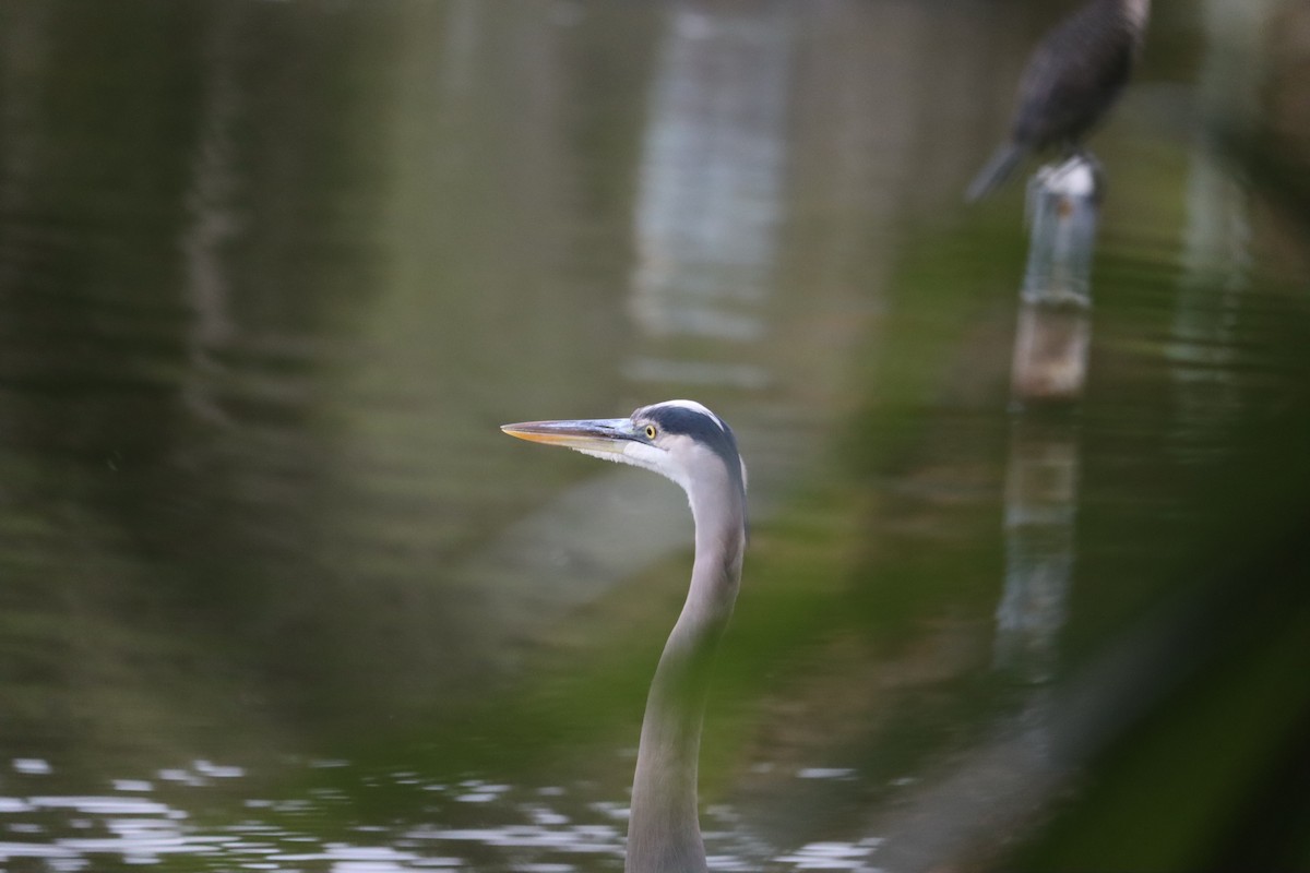 Great Blue Heron - ML647329375
