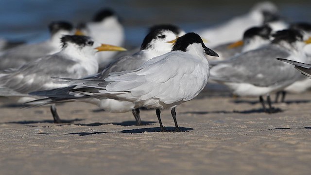 Australian Tern - ML647329377