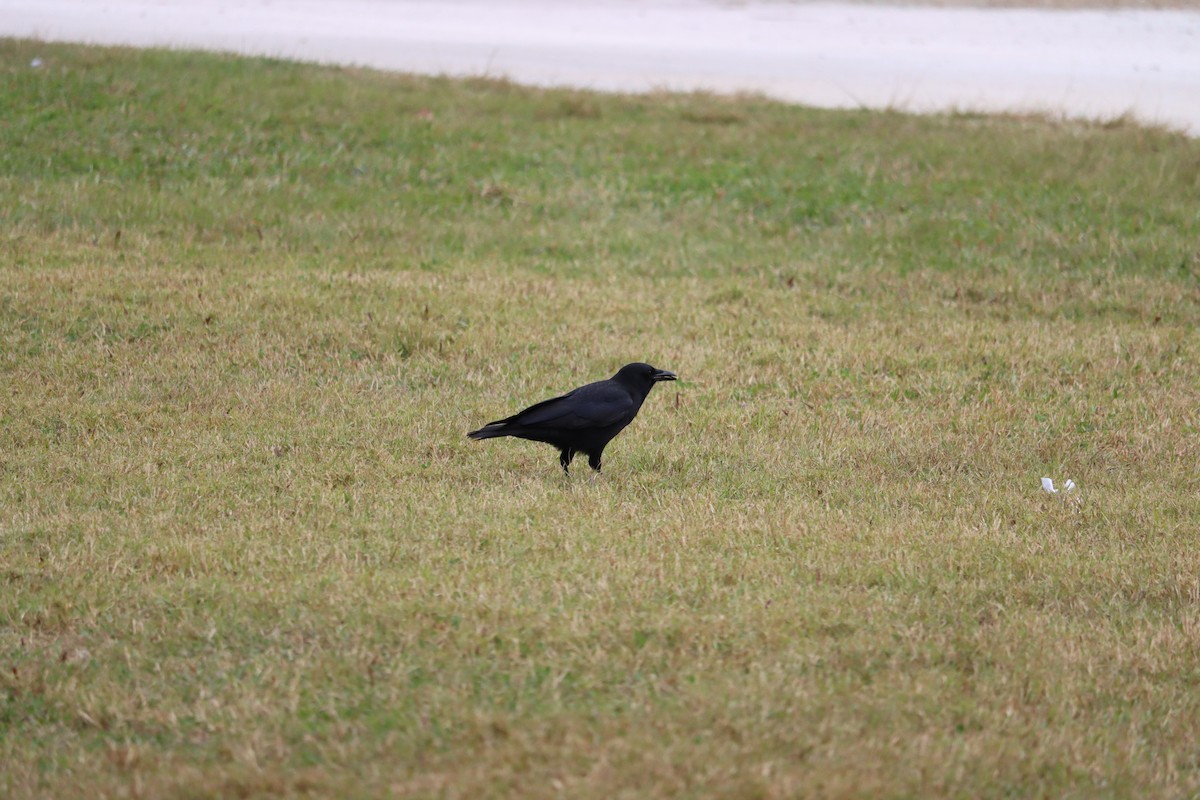 American Crow - ML647329378