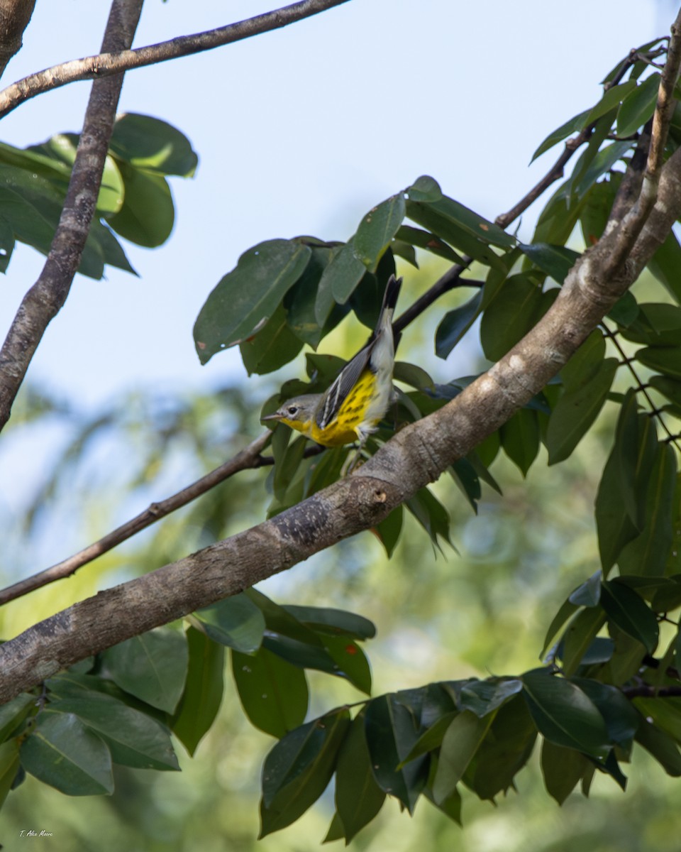 Magnolia Warbler - ML647329403