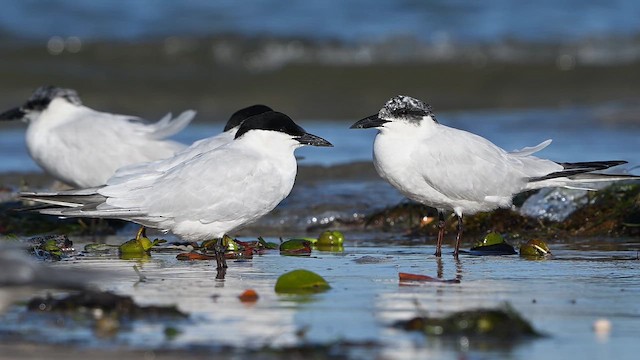 Australian Tern - ML647329419