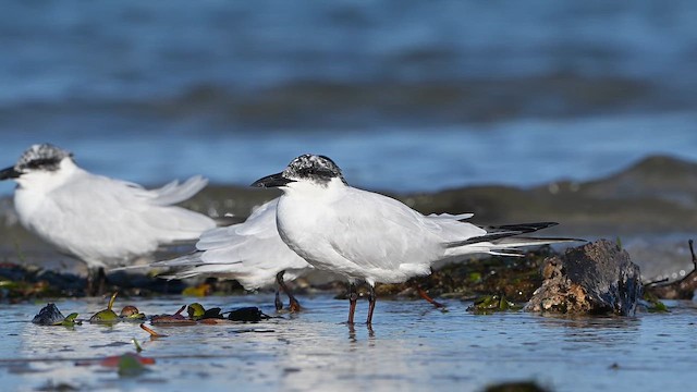 Australian Tern - ML647329420