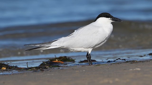 Australian Tern - ML647329421