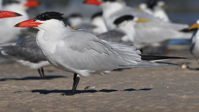 Caspian Tern - ML647329431