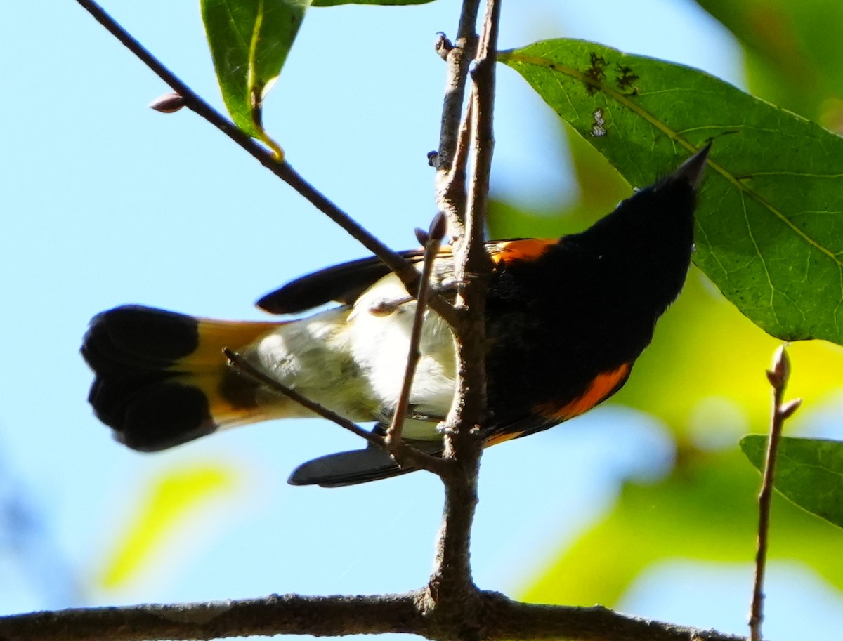 סבכון חכלילי - ML647329436
