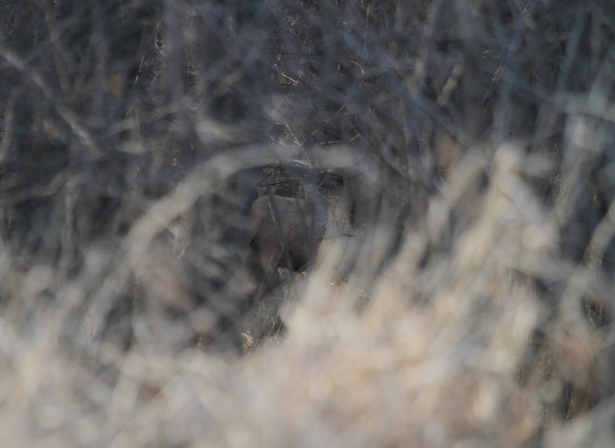 Wapiti - ML647329438