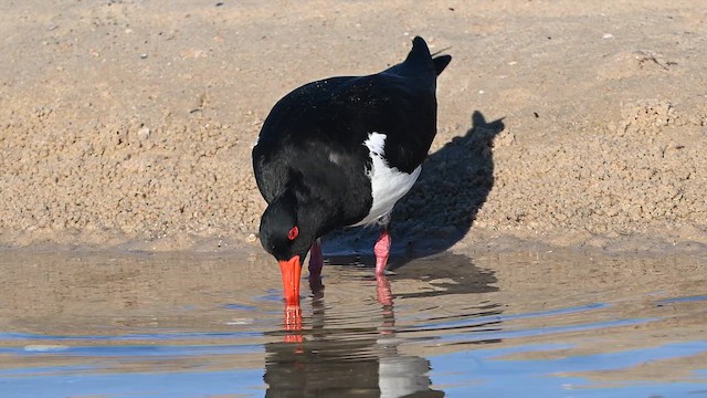 Pied Oystercatcher - ML647329445