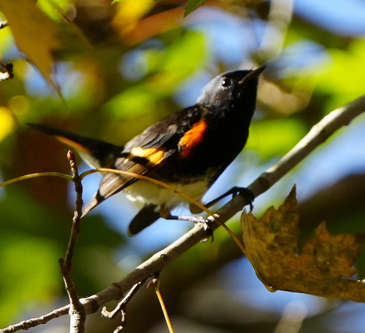 סבכון חכלילי - ML647329446