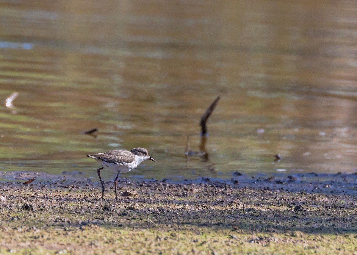 Red-kneed Dotterel - ML647329447
