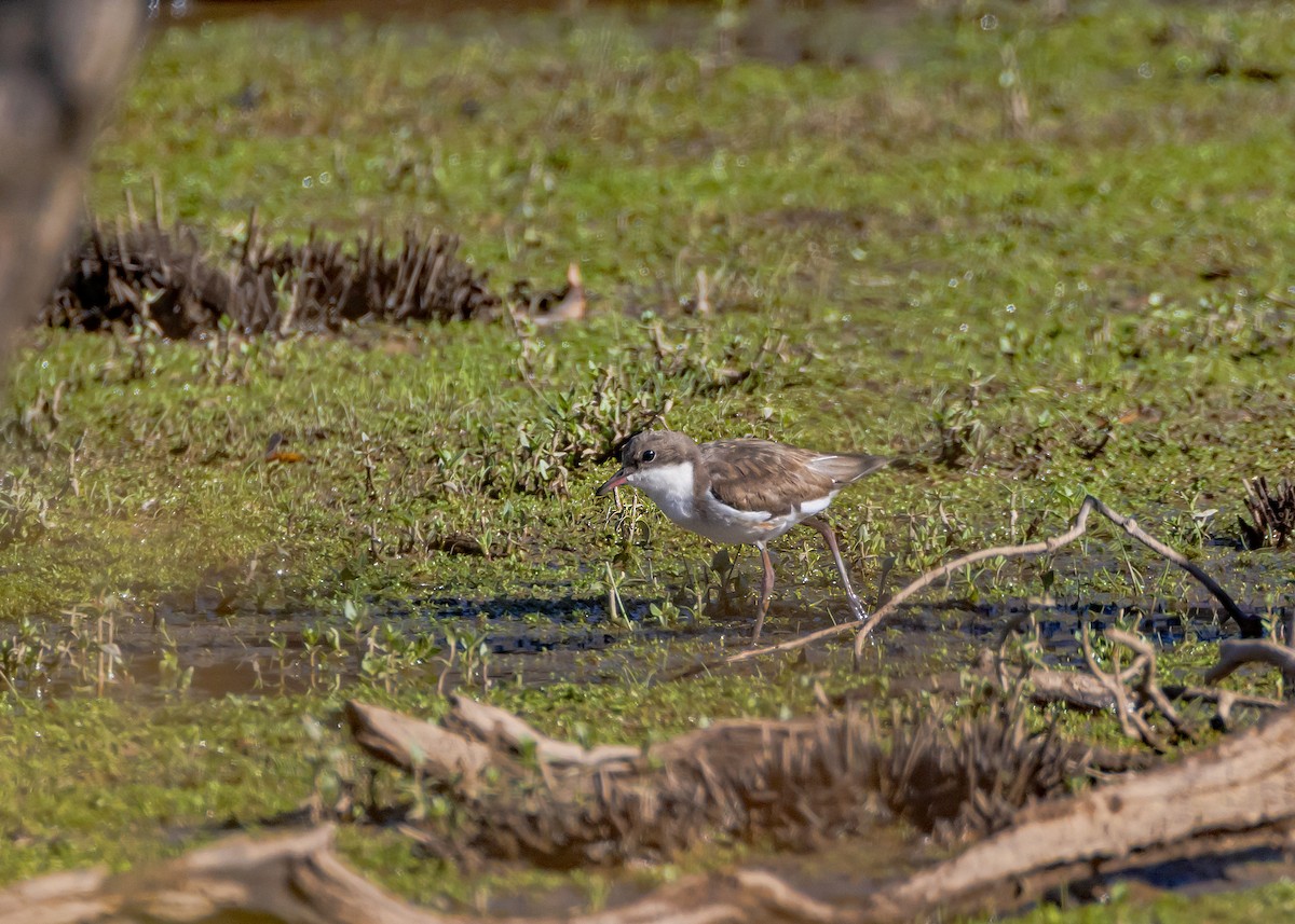 Red-kneed Dotterel - ML647329448
