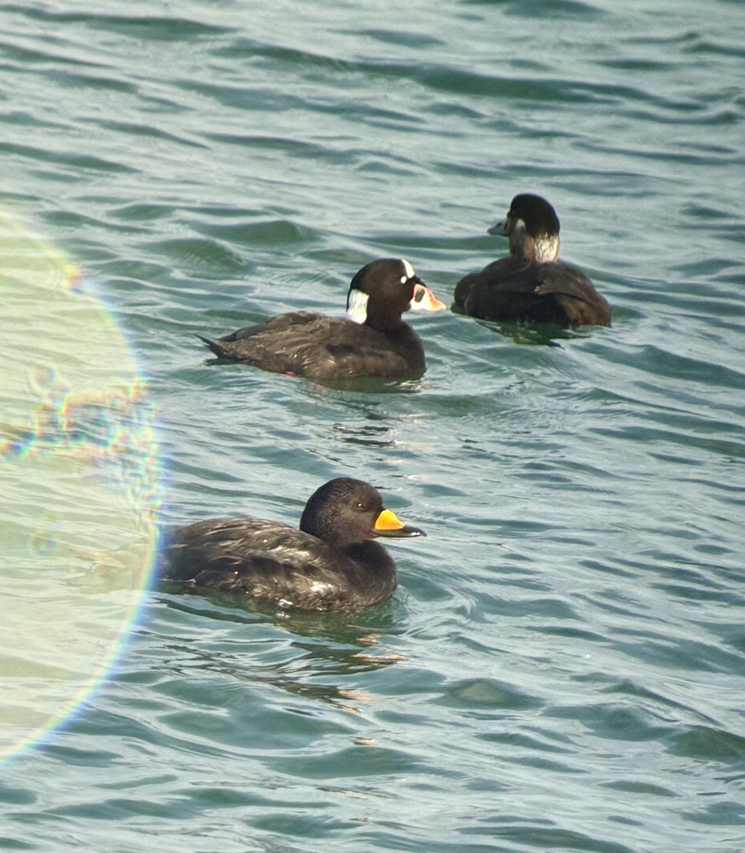 Amerika Kara Ördeği - ML647329449