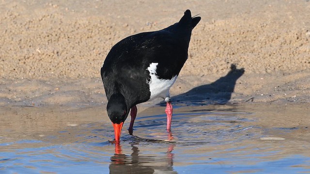 Pied Oystercatcher - ML647329450