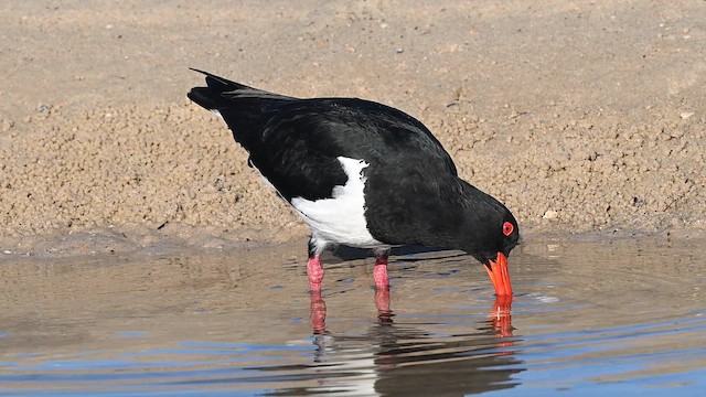 Pied Oystercatcher - ML647329452