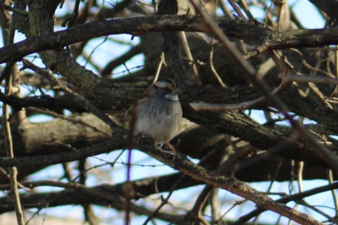 White-throated Sparrow - ML647329453