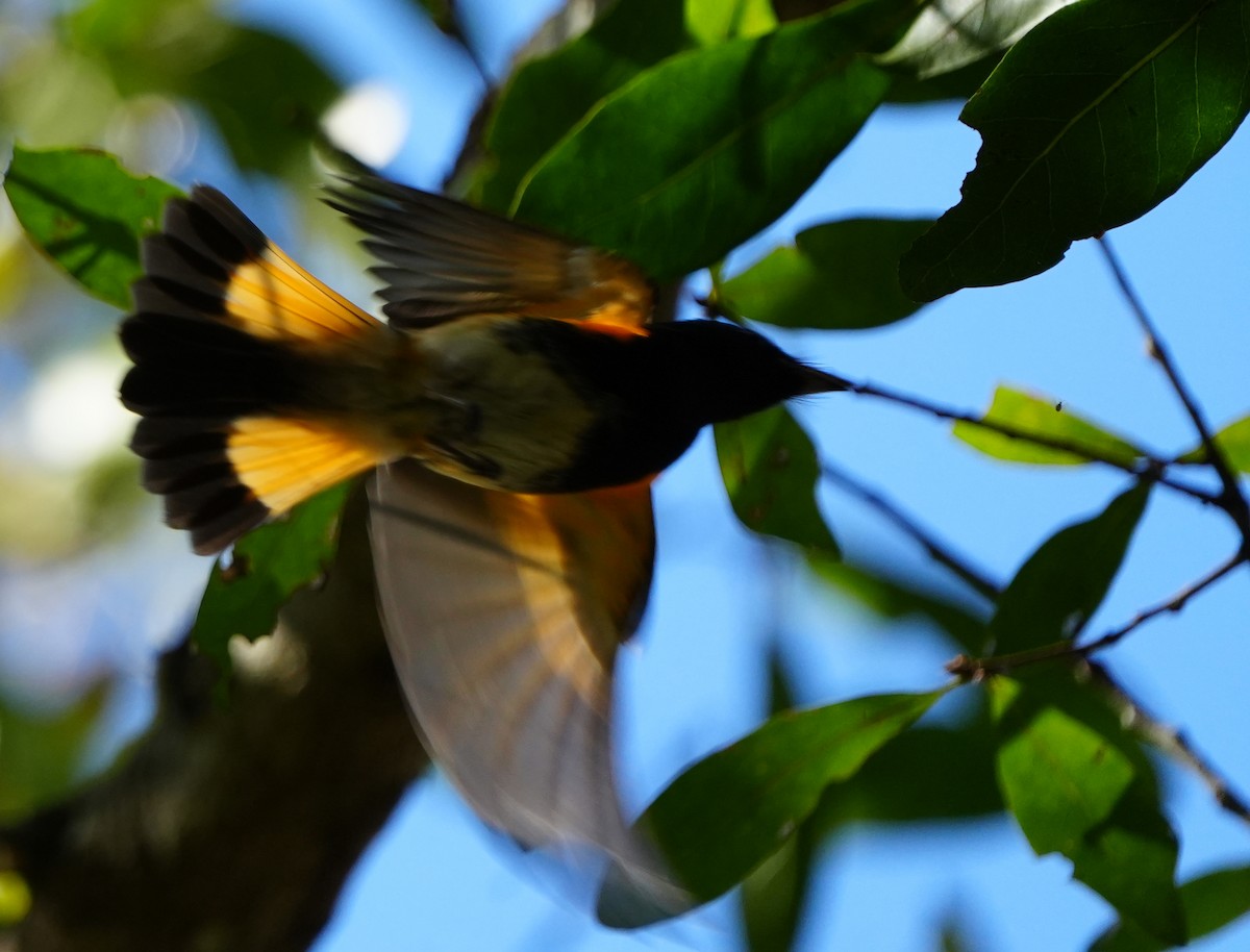סבכון חכלילי - ML647329456