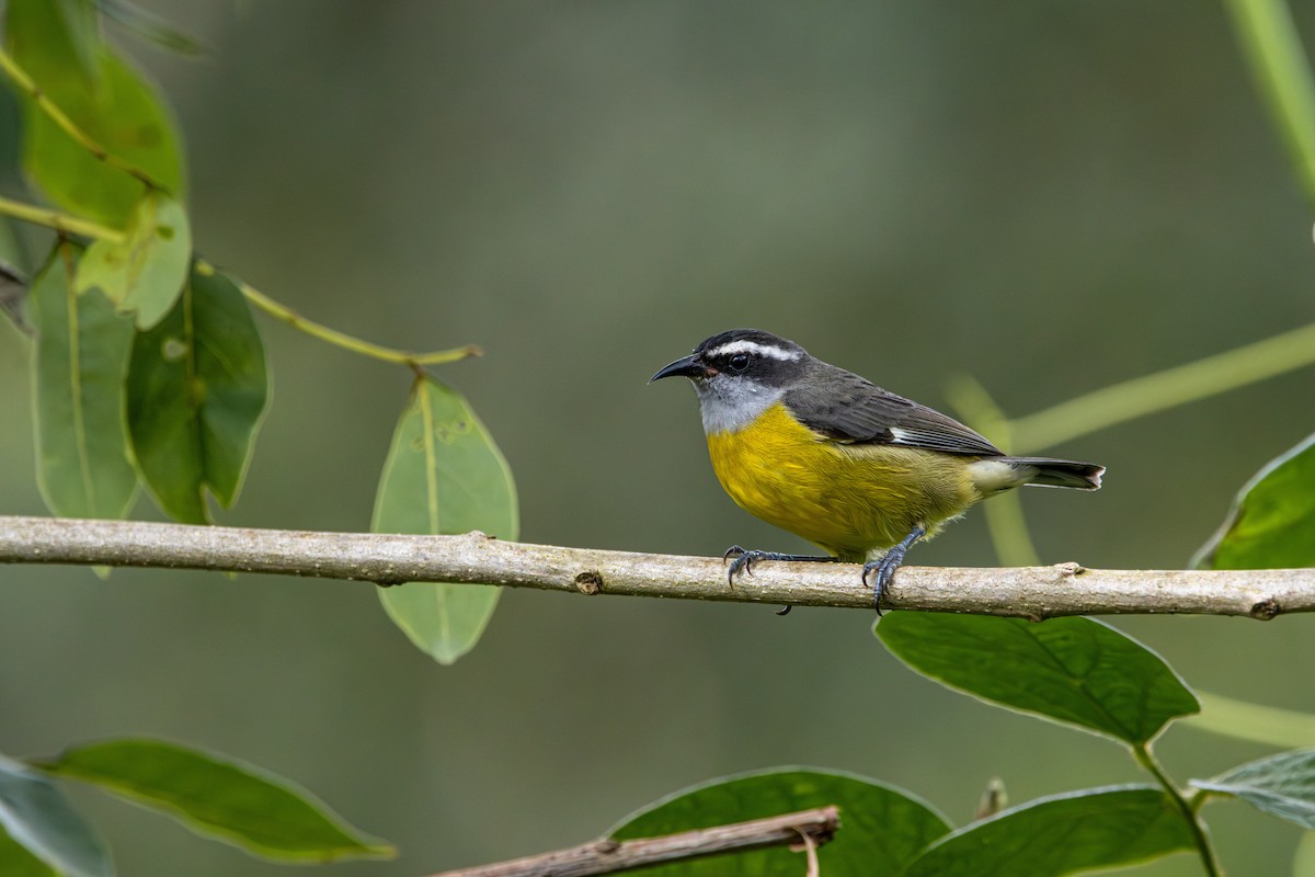 Sucrier à ventre jaune - ML647329458