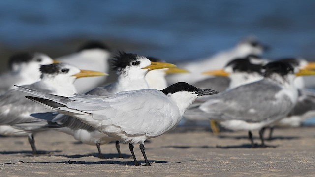 Great Crested Tern - ML647329468