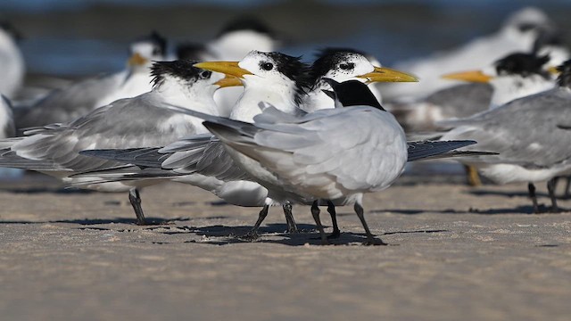 Great Crested Tern - ML647329469