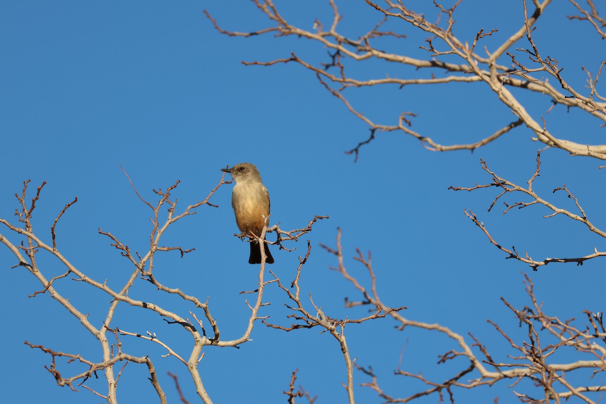 Say's Phoebe - ML647329495