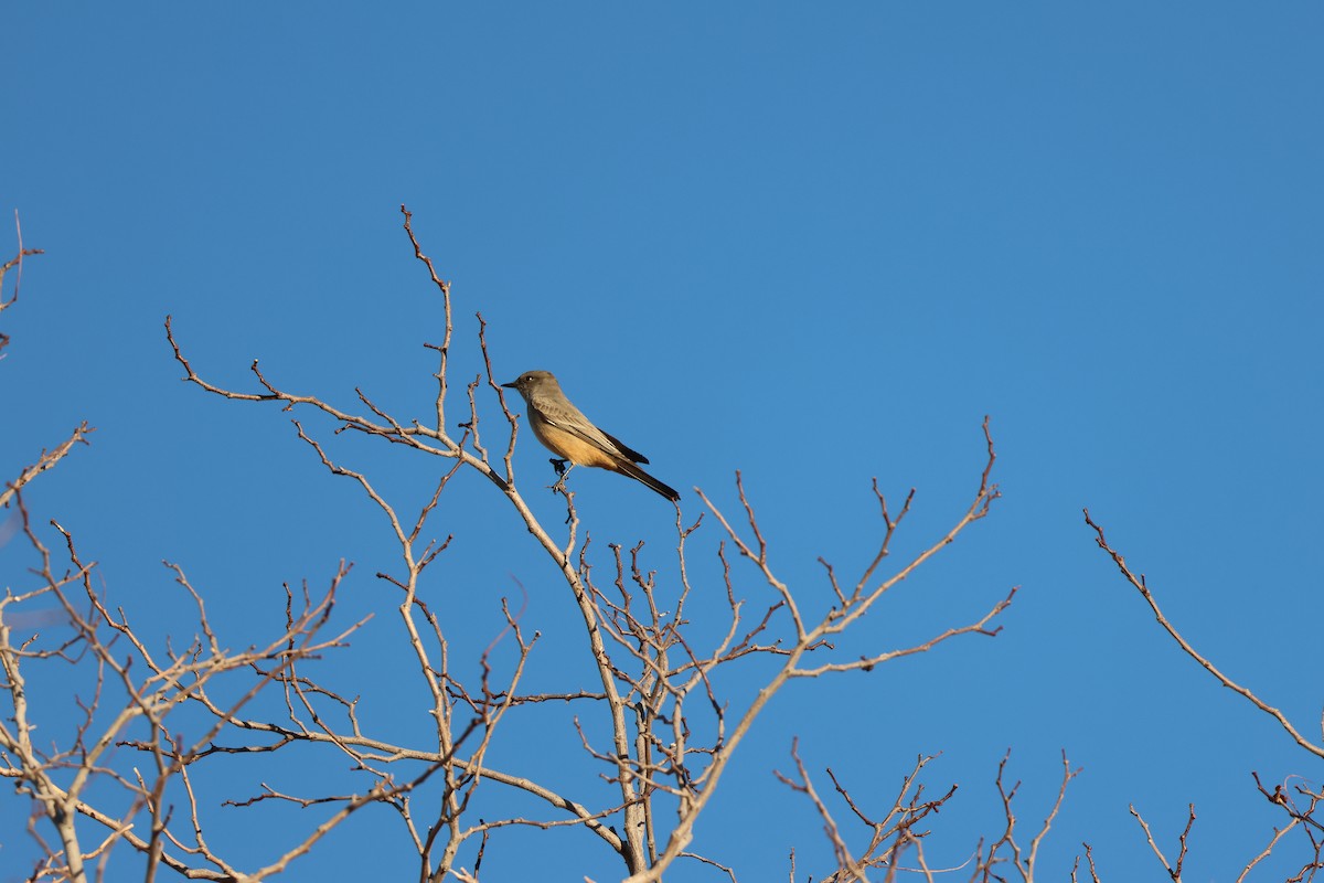 Say's Phoebe - ML647329496