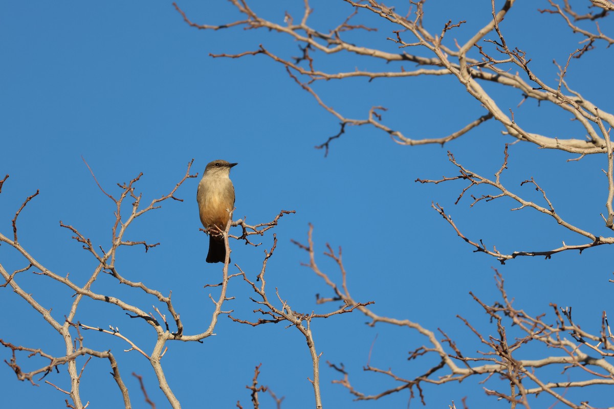 Say's Phoebe - ML647329497